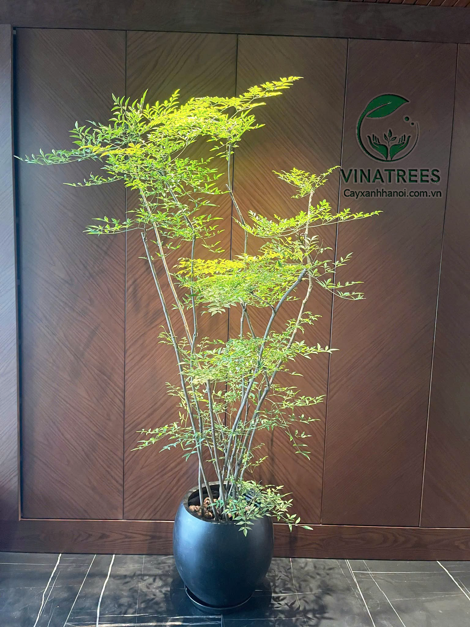 Cách chăm sóc cây nam thiên trúc mà bạn chưa biết